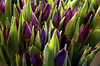 Bunches of purple tulips in Pike's Place Market, Seattle.